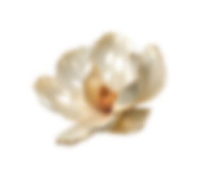 img MAGNOLIA3